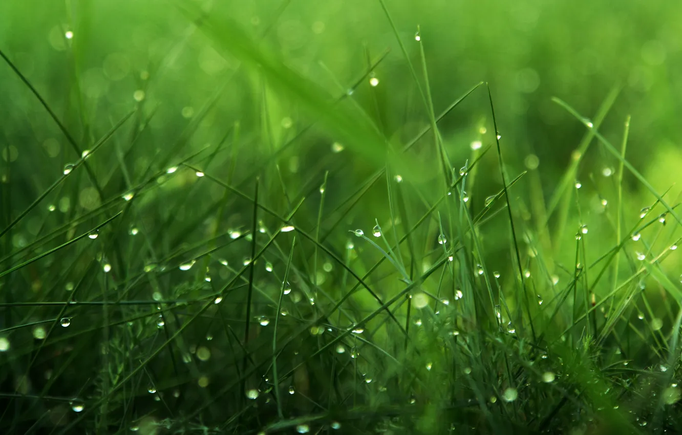 Фото обои зелень, трава, капли, роса