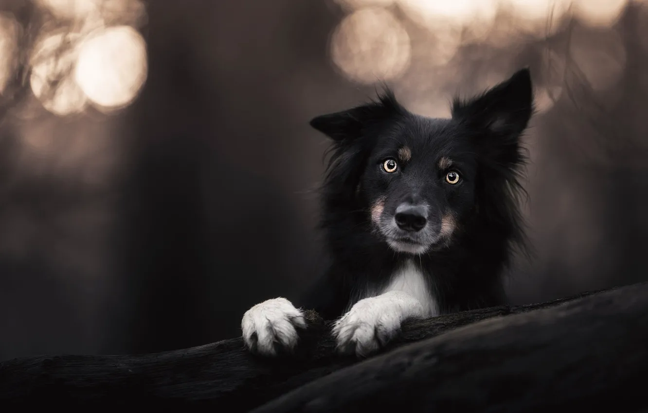 Фото обои взгляд, морда, темный фон, портрет, собака, лапы, щенок, черная