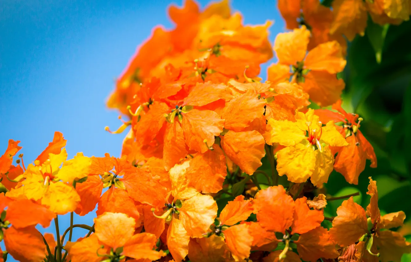 Фото обои цветы, букет, оранжевые