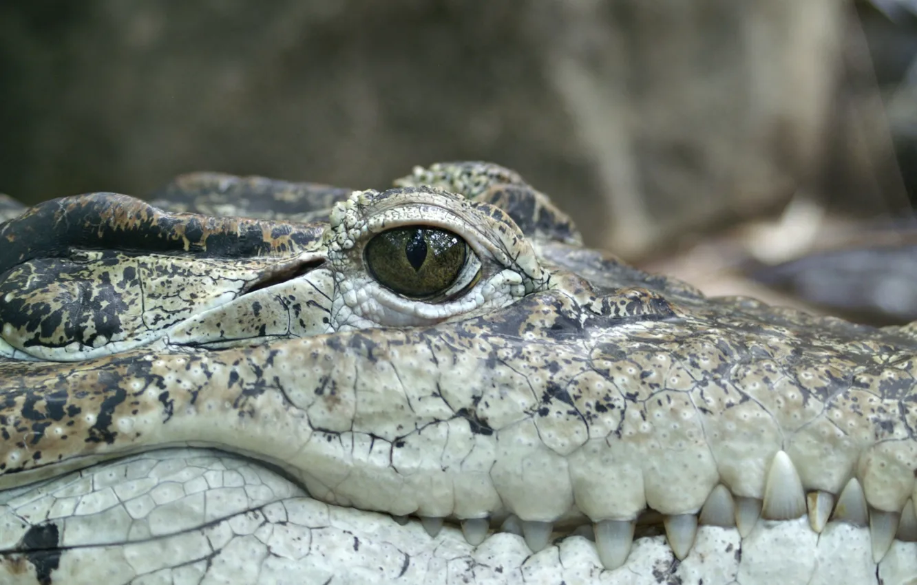 Фото обои reptile, alligator, scales