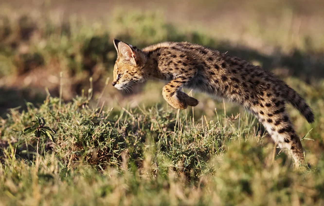 Фото обои прыжок, Африка, Кения, Сервал, Leptailurus serval, кустарниковая кошк