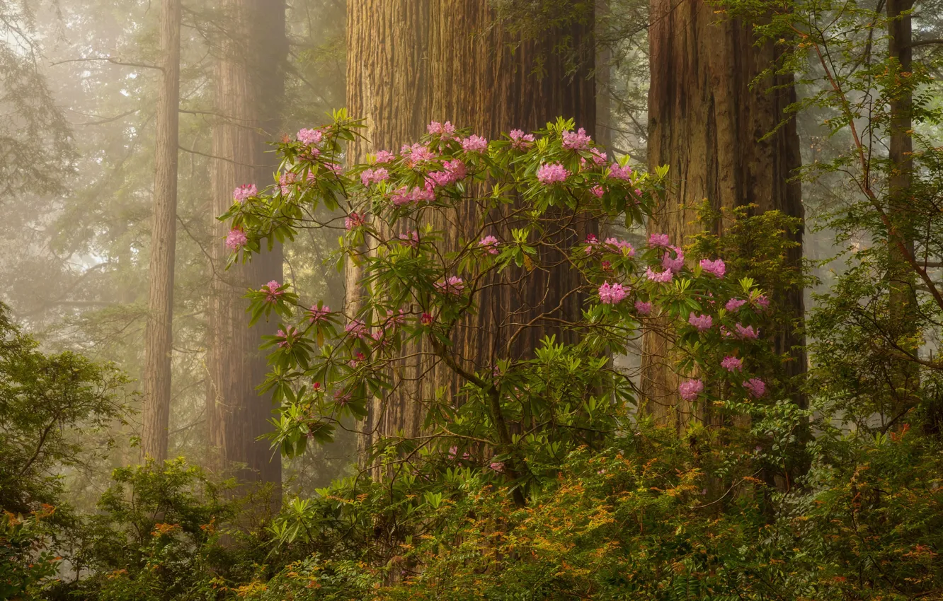 Фото обои лес, деревья, утро, цветение, Doug Shearer