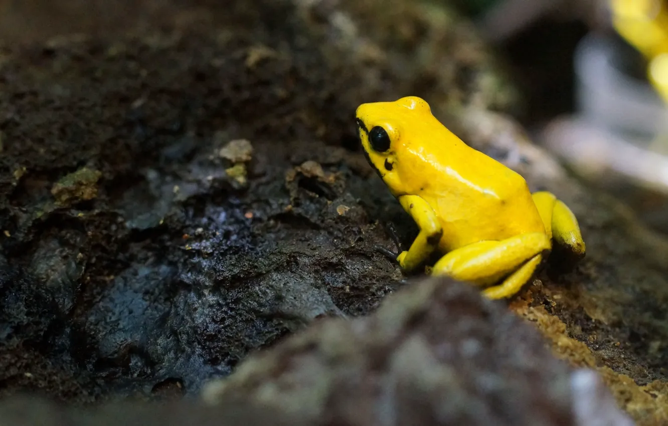 Фото обои frog, moss, moisture, yellow frog