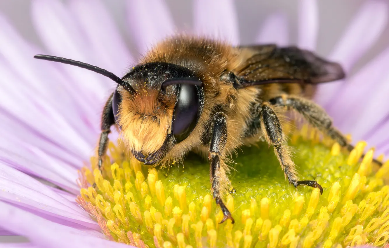 Фото обои цветок, глаза, макро, пчела, фон, пыльца, лапки, лепестки