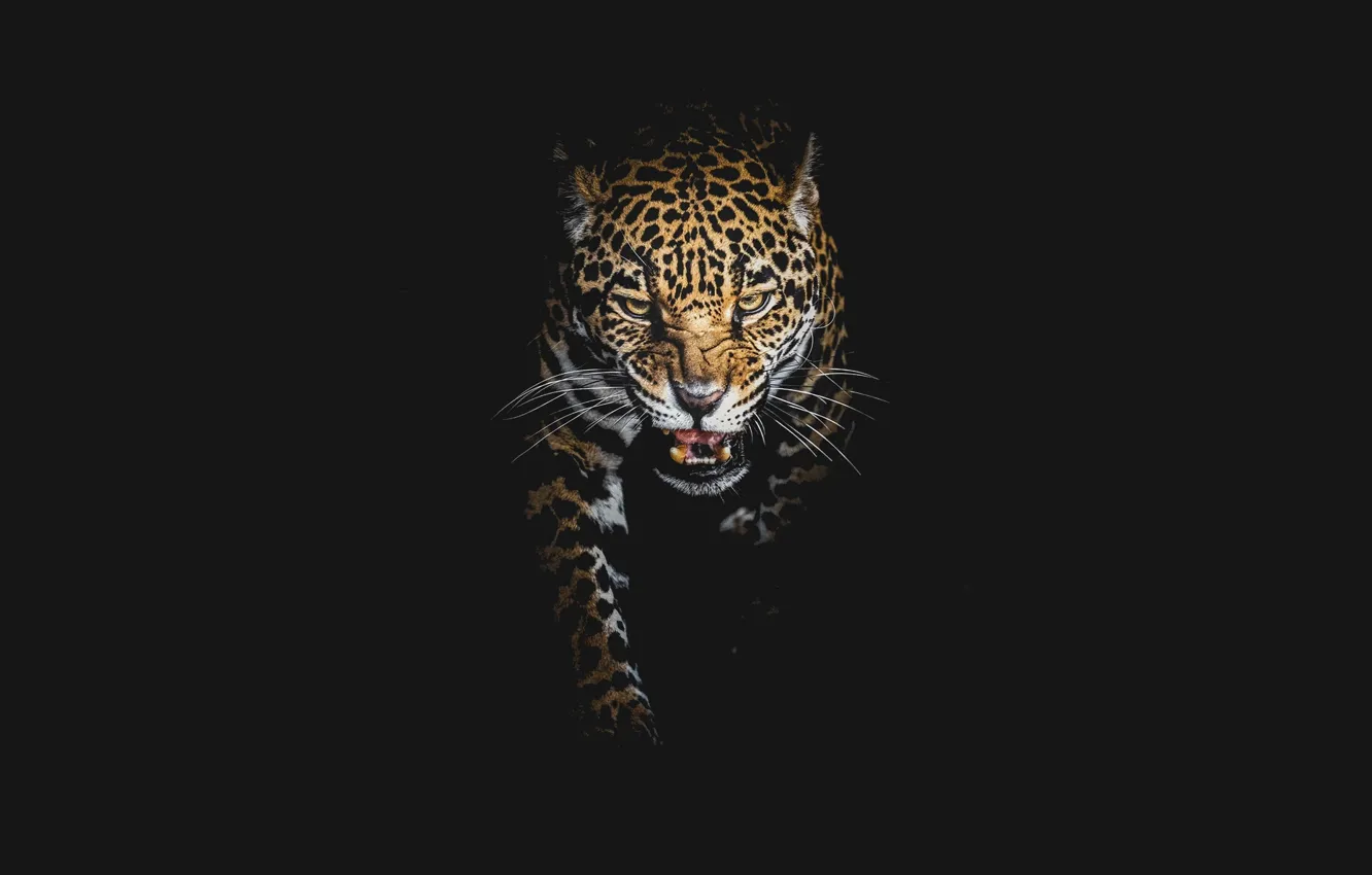 Фото обои leopard, black background, big cats