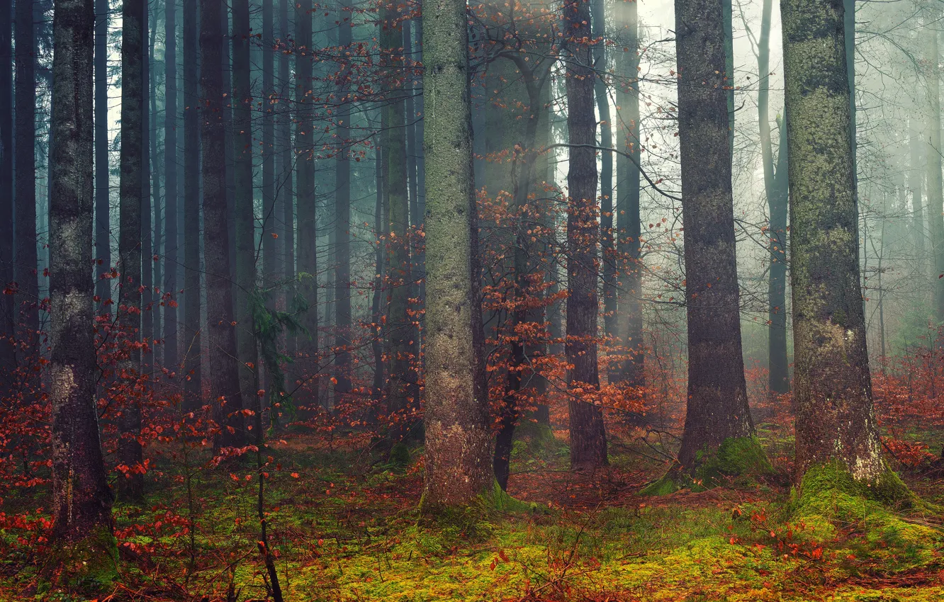 Фото обои осень, лес, деревья, ветки, туман, стволы, листва, утро