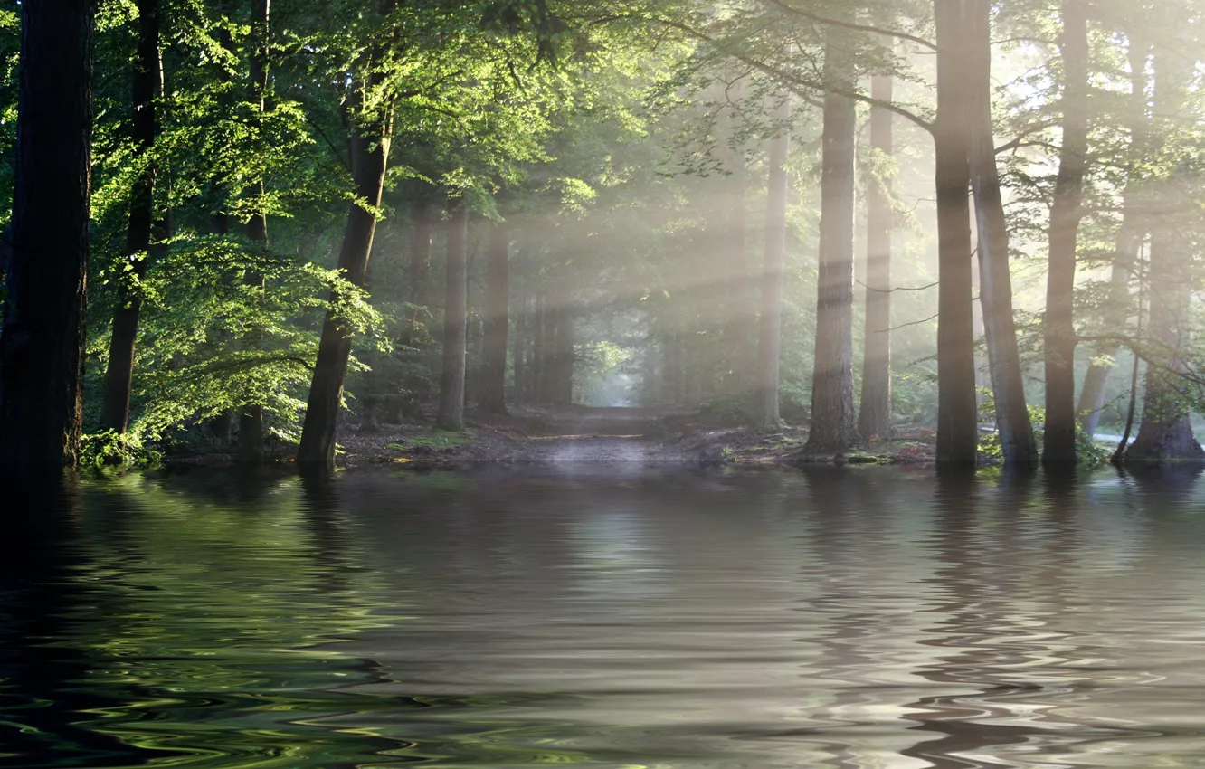 Фото обои лес, солнце, лучи, река