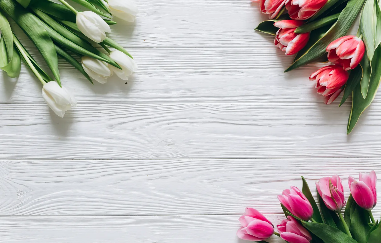 Фото обои фон, Цветы, букет, весна, тюльпаны