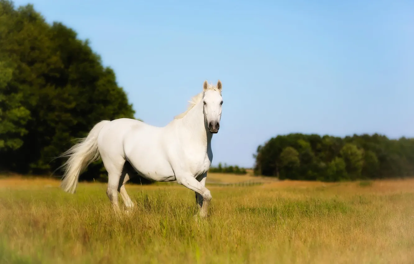 Фото обои поле, белый конь, Holsteiner, племенной