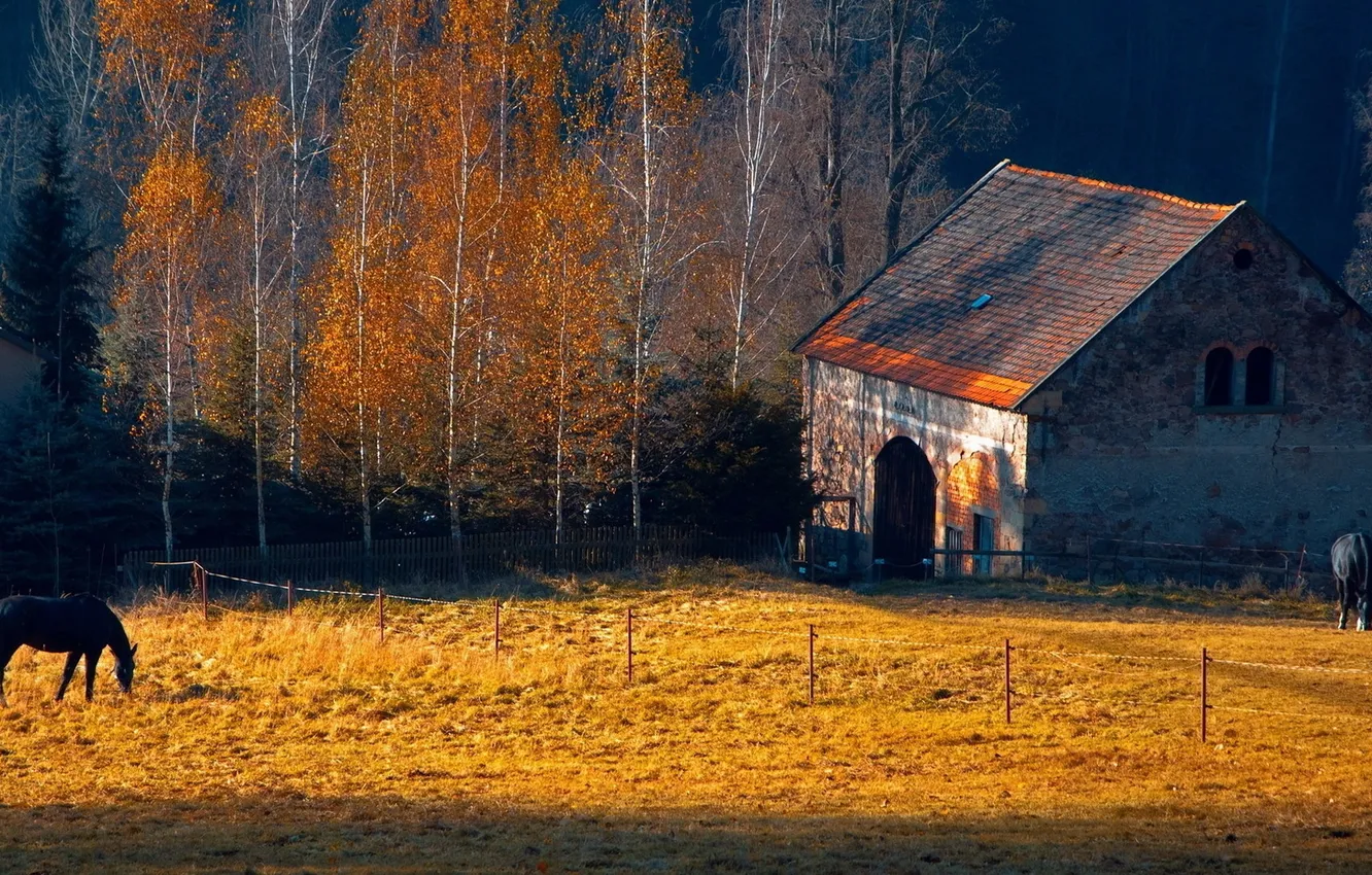 Фото обои осень, трава, деревья, природа, дом, лошадь, ель