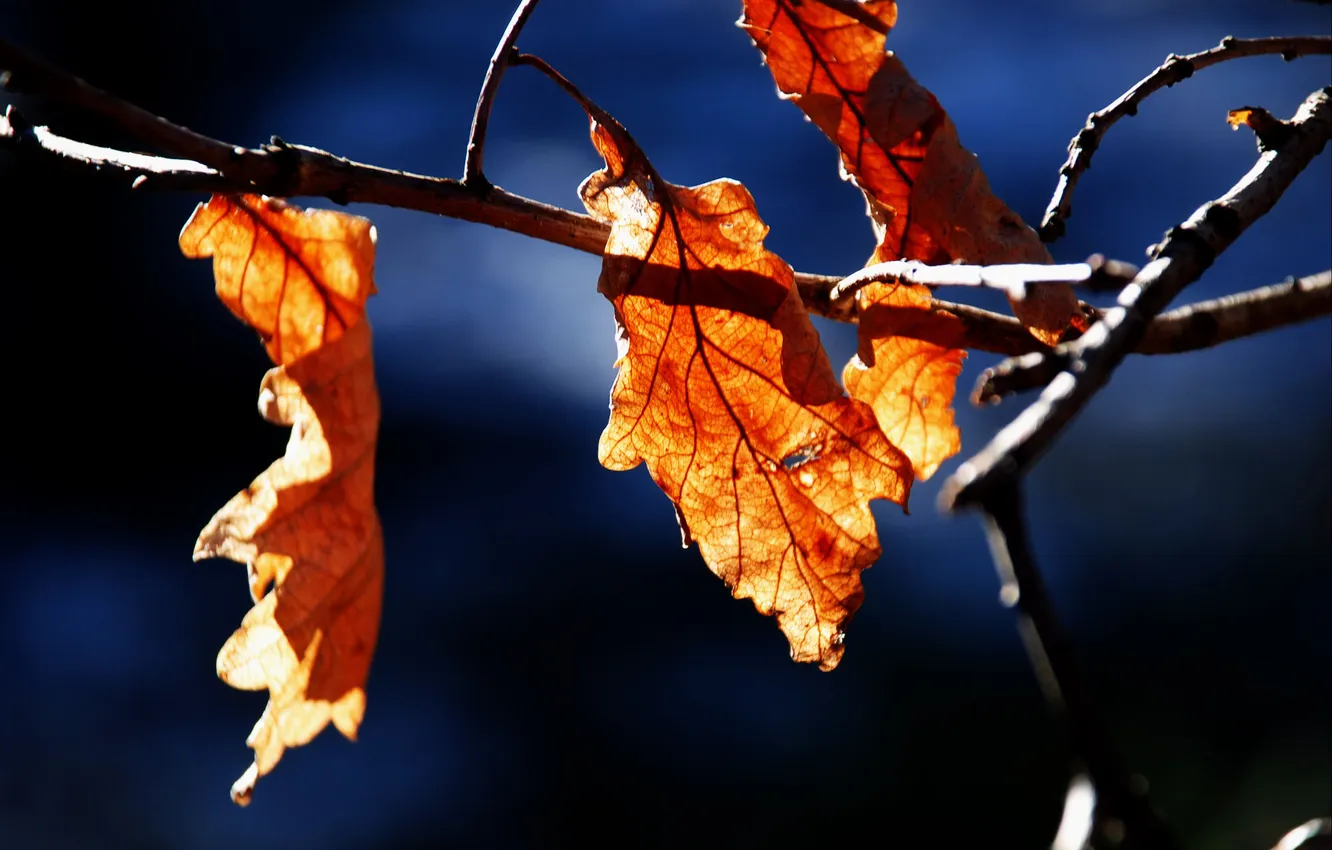 Фото обои природа, осень, ветка, листва