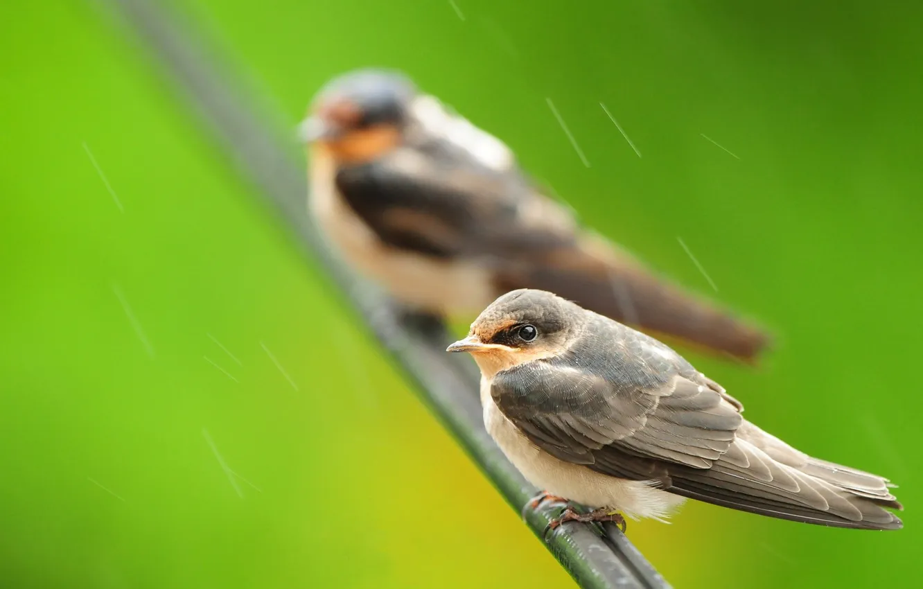 Фото обои природа, дождь, птица, ветка