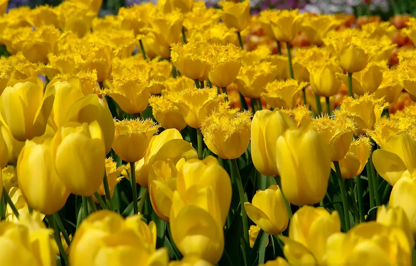 Фото обои желтые, тюльпаны, бутоны, много