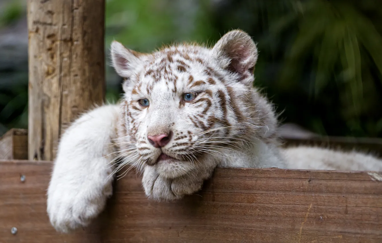 Фото обои кошка, взгляд, котёнок, голубые глаза, белый тигр, тигрёнок, ©Tambako The Jaguar