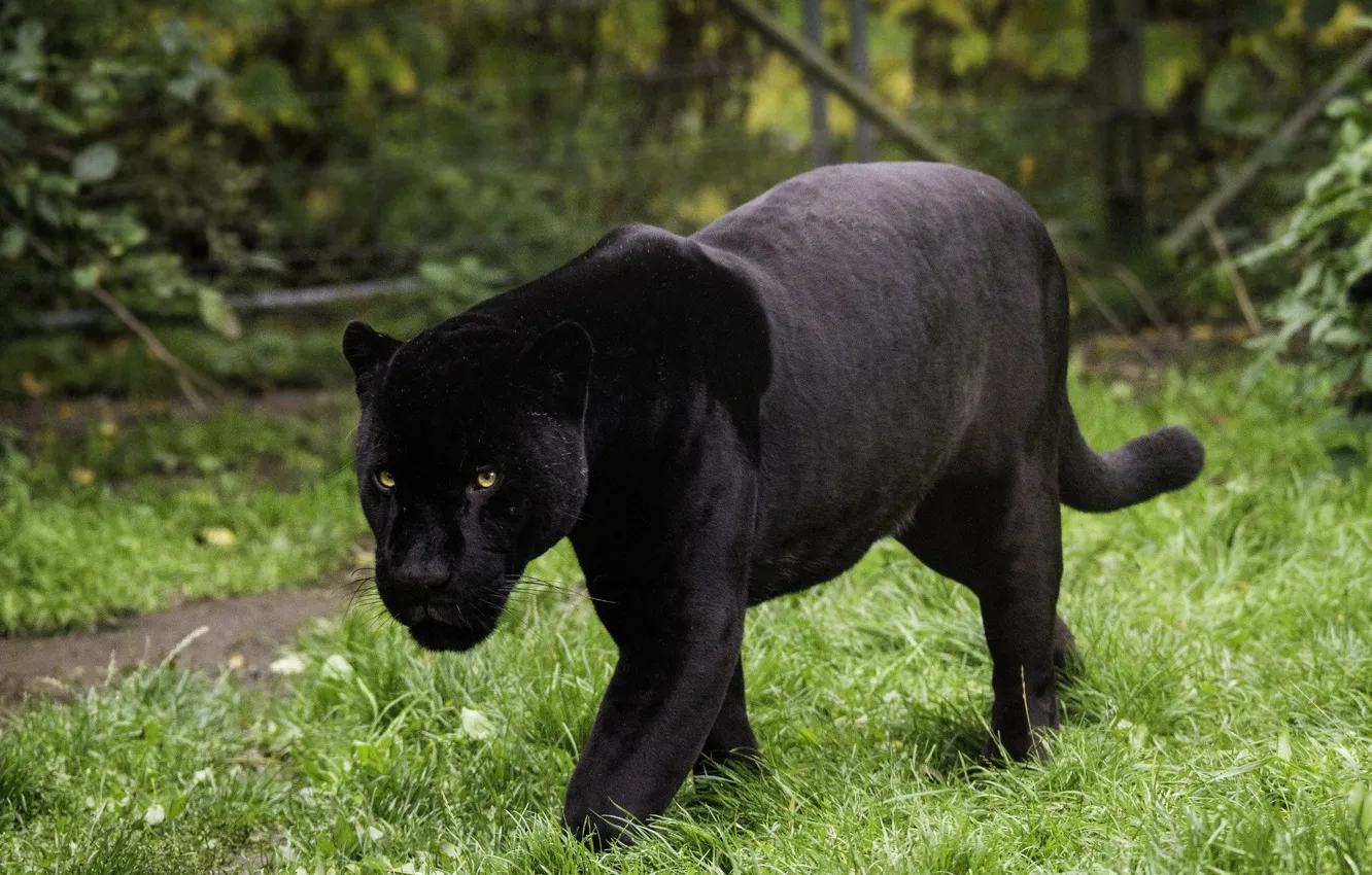 Фото обои forest, jaguar, big cats