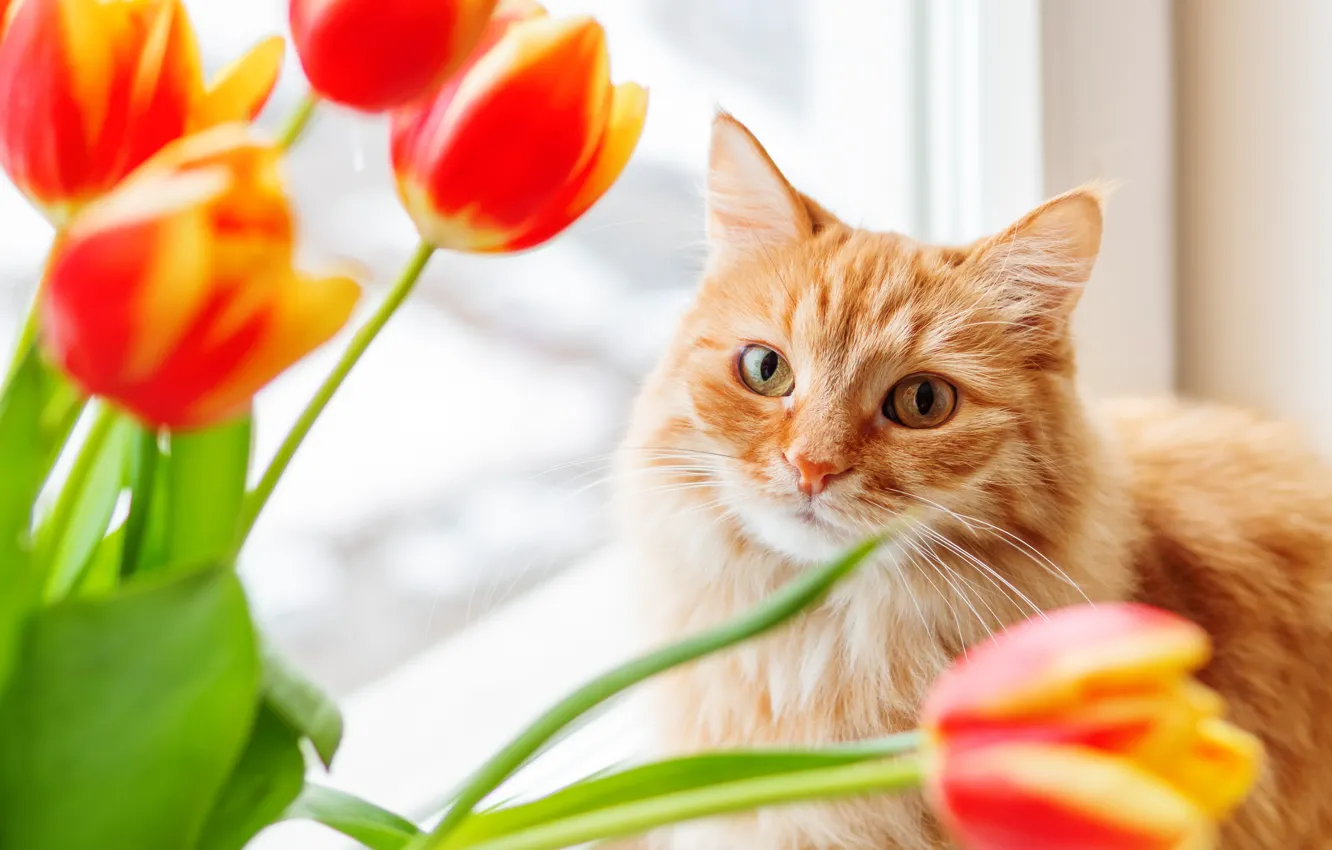 Фото обои кошка, кот, морда, цветы, портрет, букет, весна, окно