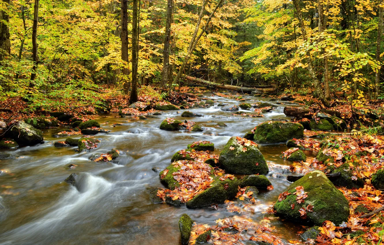 Фото обои осень, лес, листья, деревья, река, камни, поток