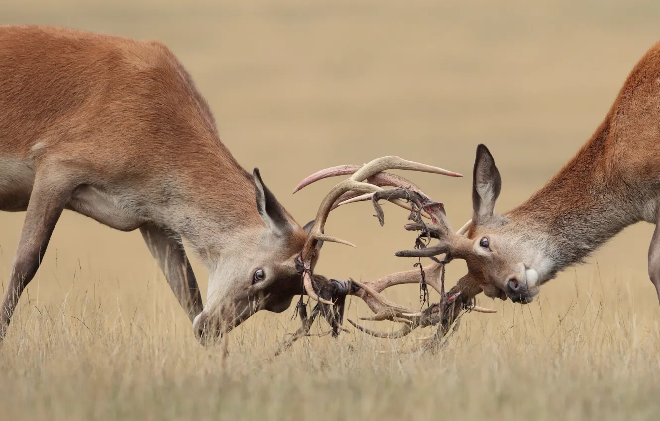 Фото обои природа, борьба, олени