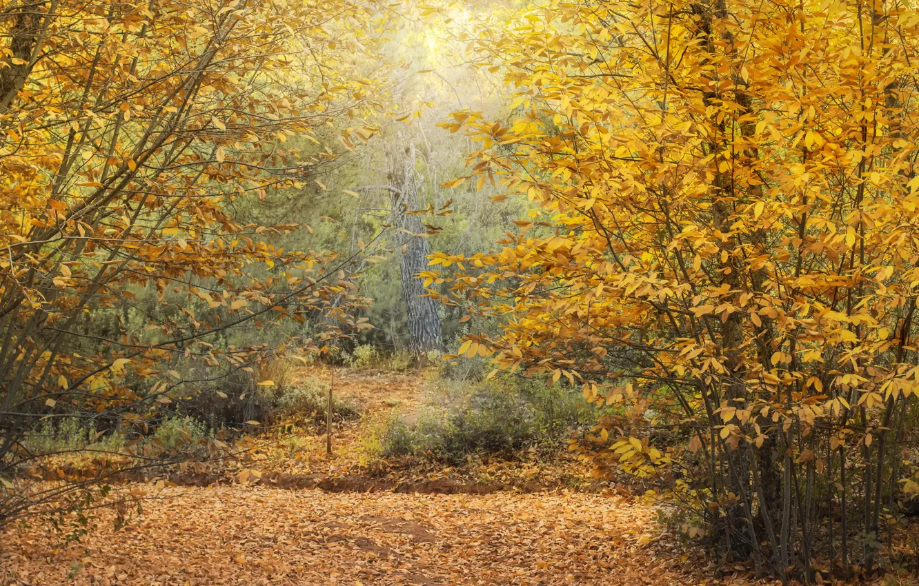 Фото обои осень, лес, каштаны