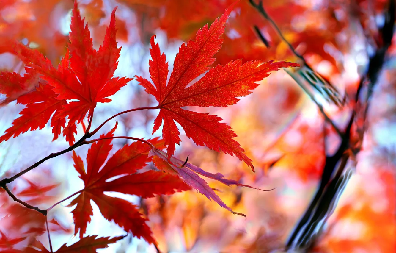 Фото обои осень, листья, клён, багрянец