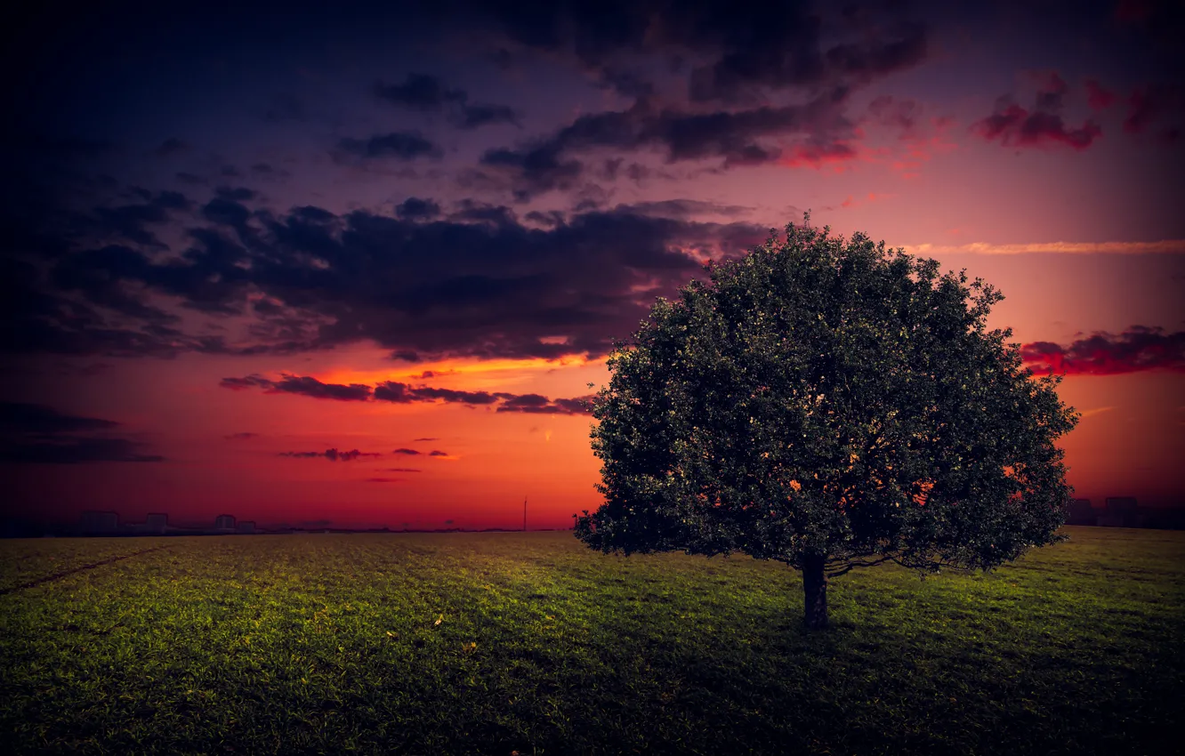 Фото обои поле, небо, трава, закат, дерево, зарево