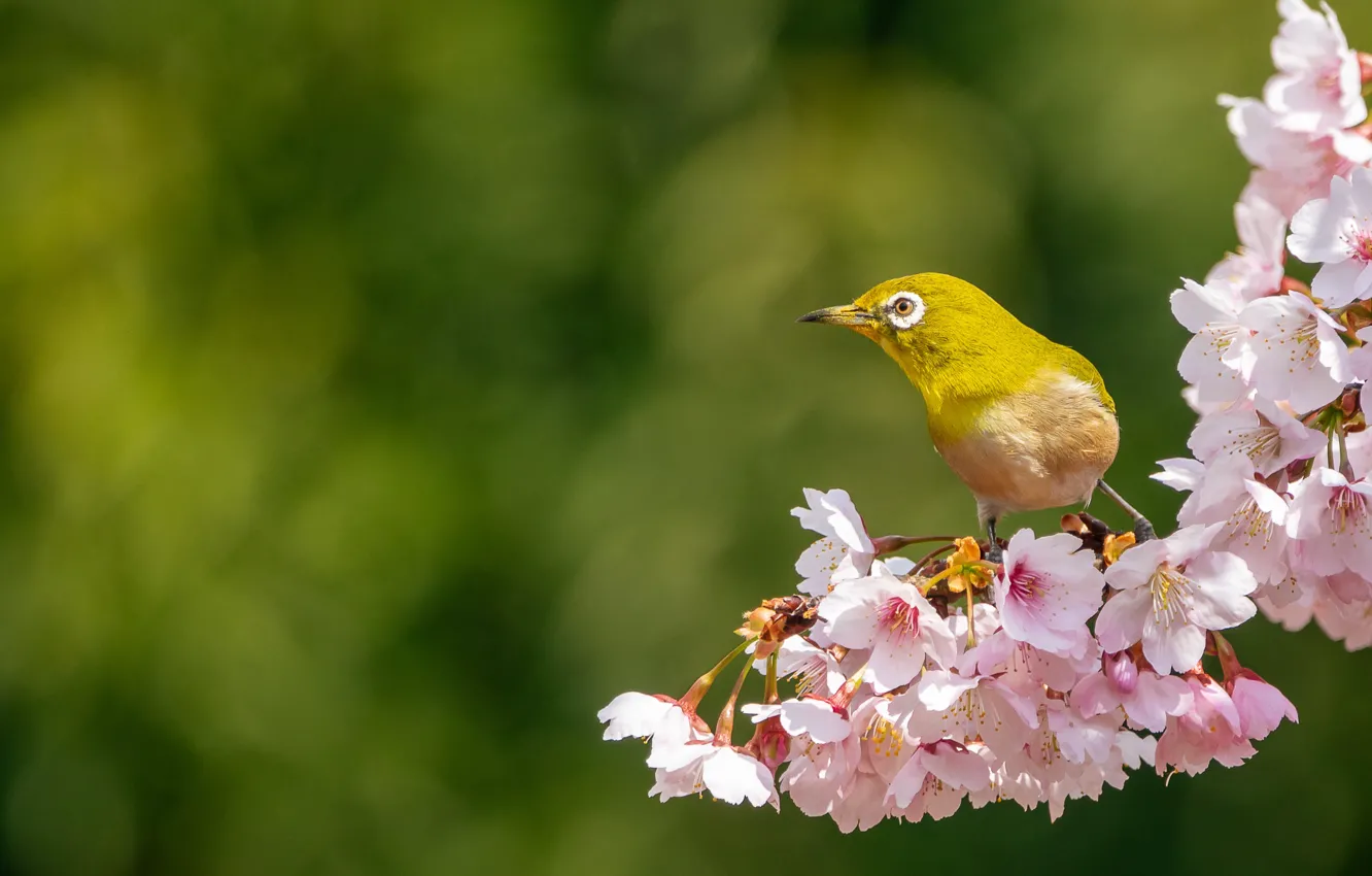Фото обои цветы, птица, ветка, весна, цветение, японская белоглазка