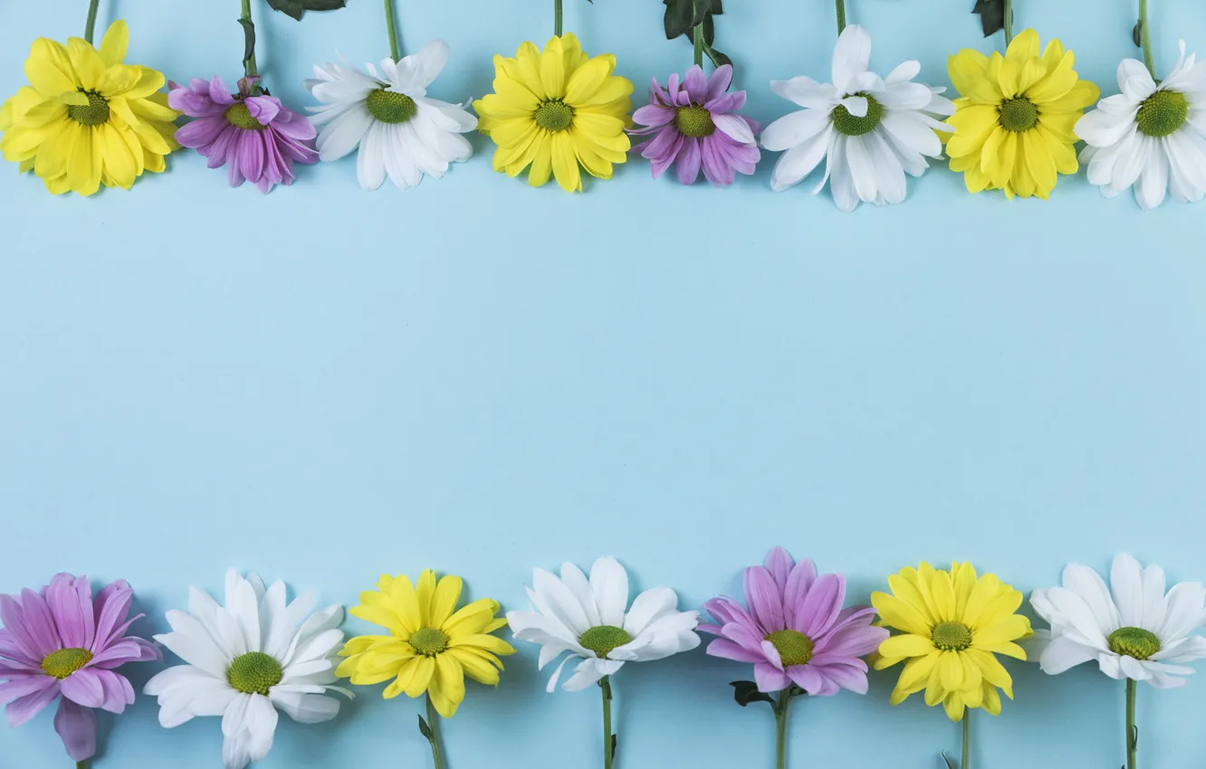 Фото обои цветы, желтый, white, белые, yellow, сиреневые, композиция
