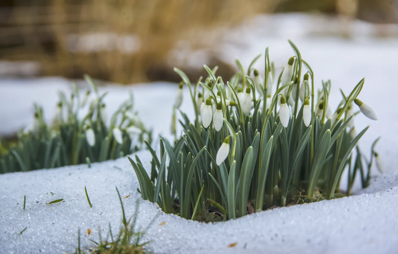 Фото обои снег, цветы, поляна, весна, подснежники