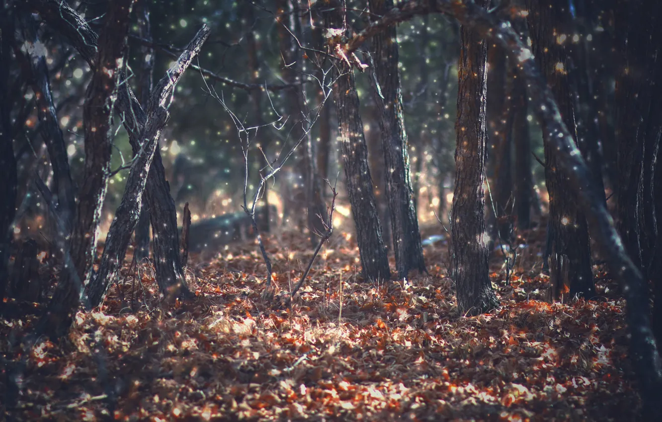 Фото обои autumn, leaves, woodland
