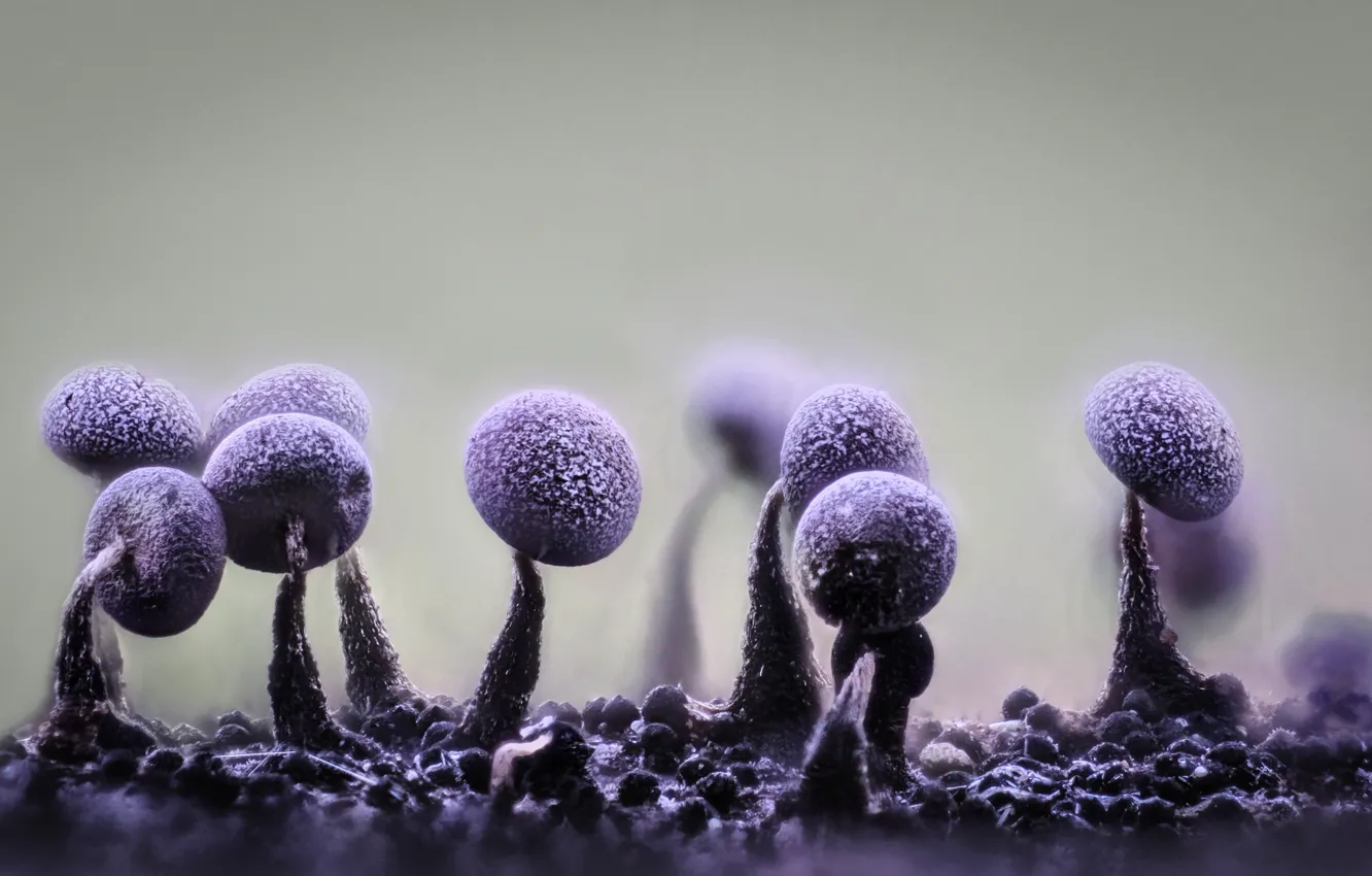 Фото обои макро, природа, грибы