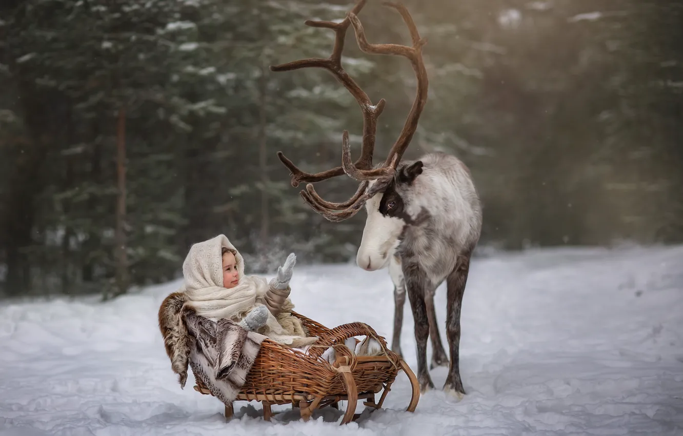 Фото обои зима, лес, снег, животное, олень, девочка, сани, ребёнок