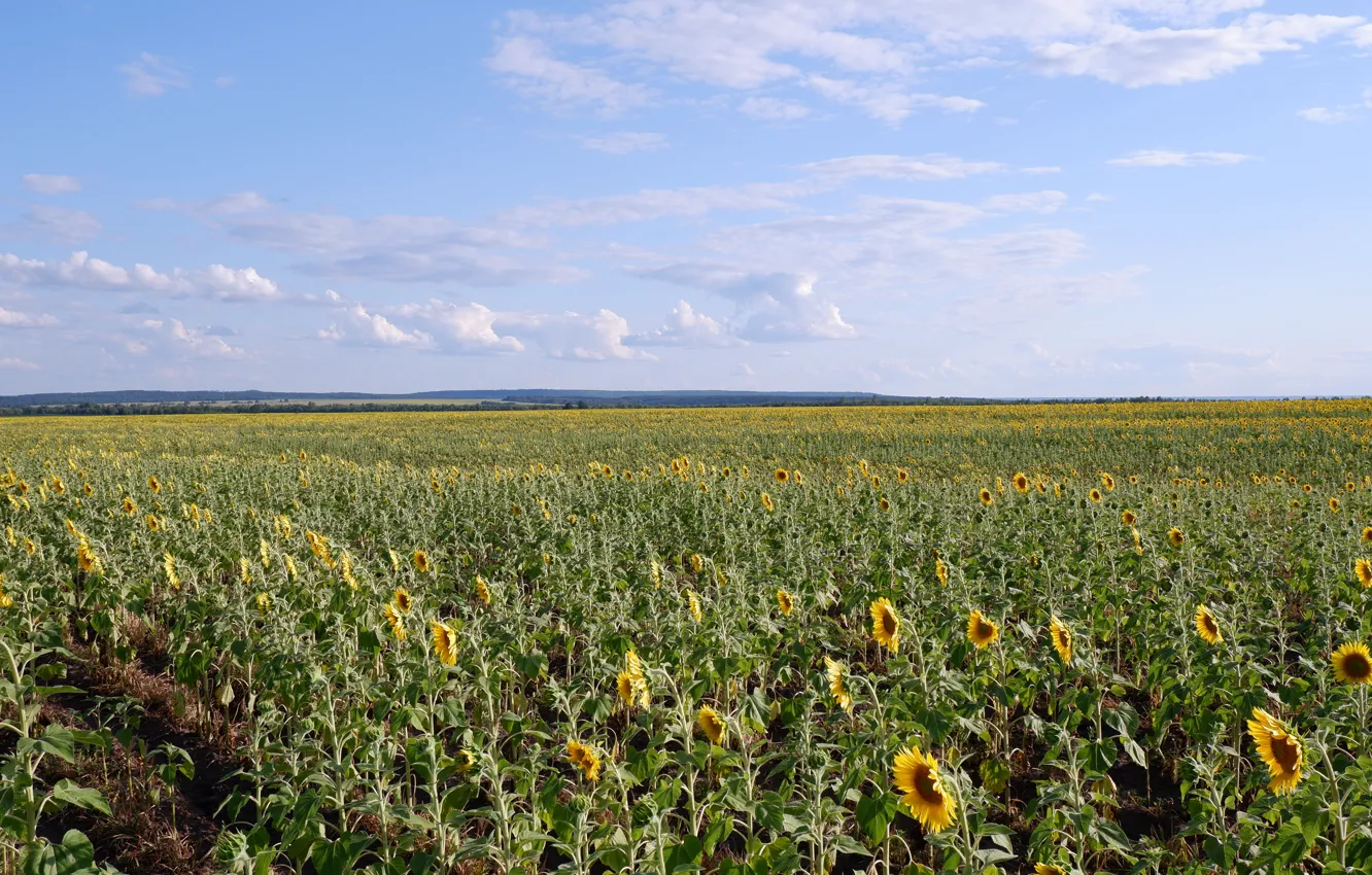 Фото обои природа, nature, sunflowers, fields of sunfowers, подсолнгухи