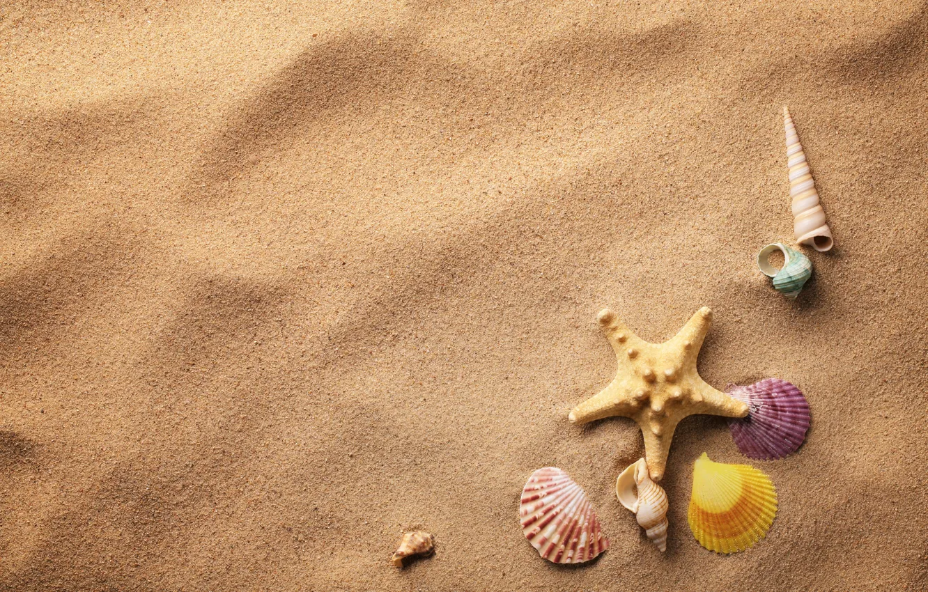 Фото обои песок, ракушки, морская звезда, sand, shells, starfish