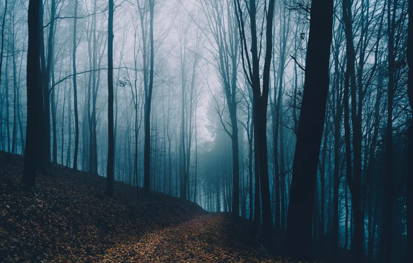 Фото обои лес, деревья, природа, туман, тропинка