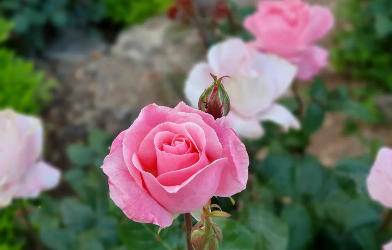 Фото обои rose, garden, israel