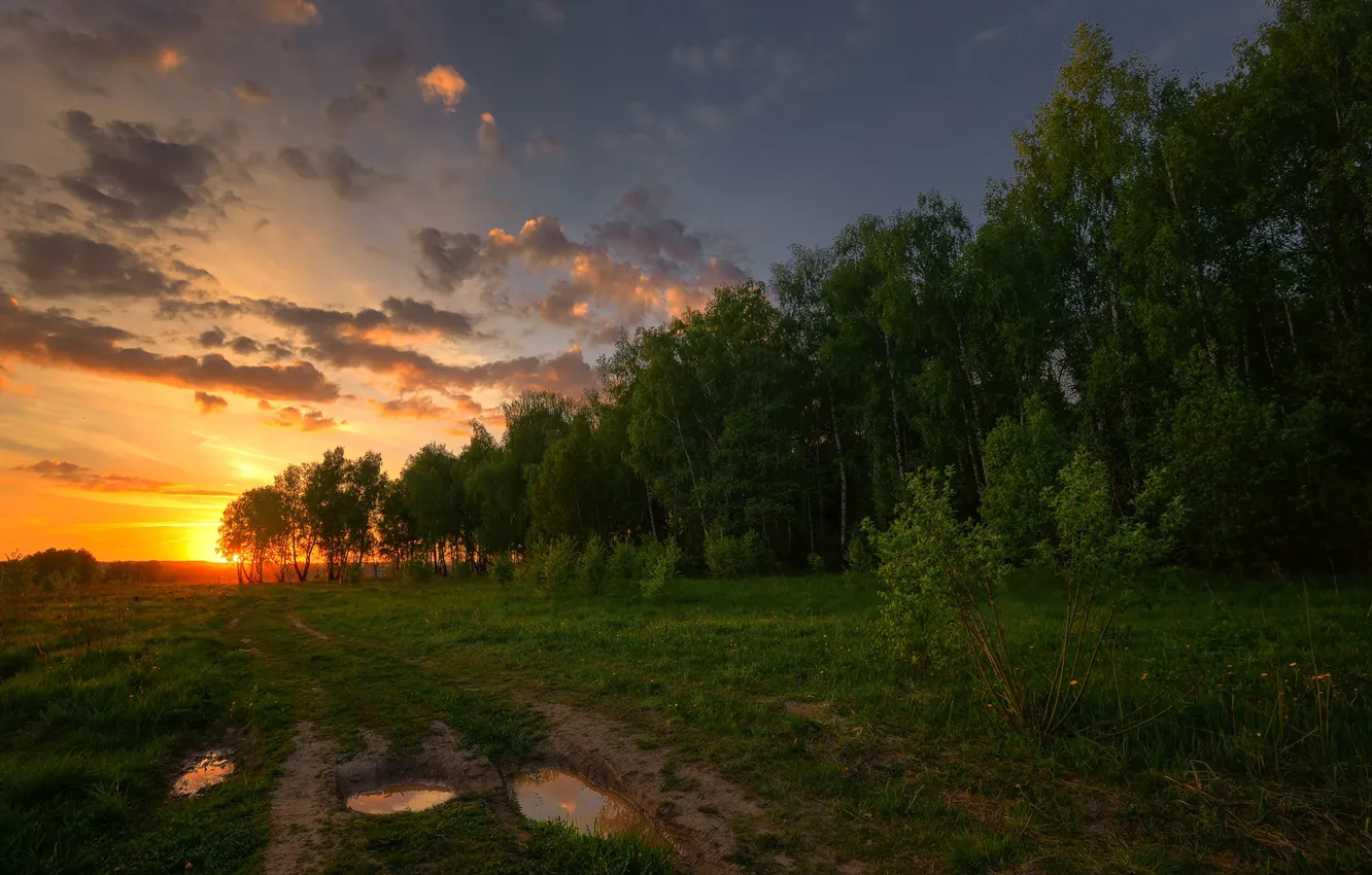 Фото обои поле, деревья, закат, лужи, Россия, берёзы