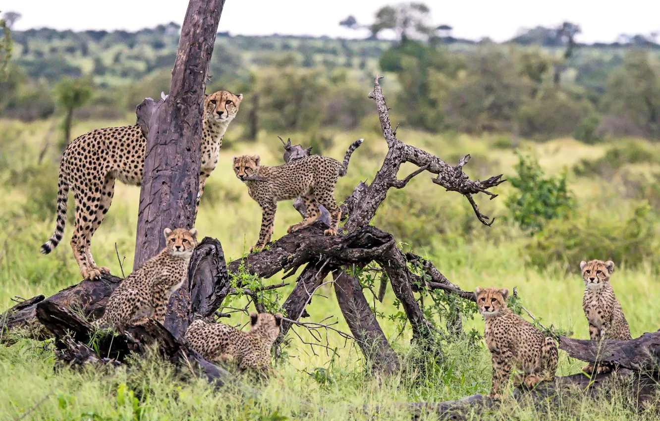 Фото обои хищники, семейство, гепарды