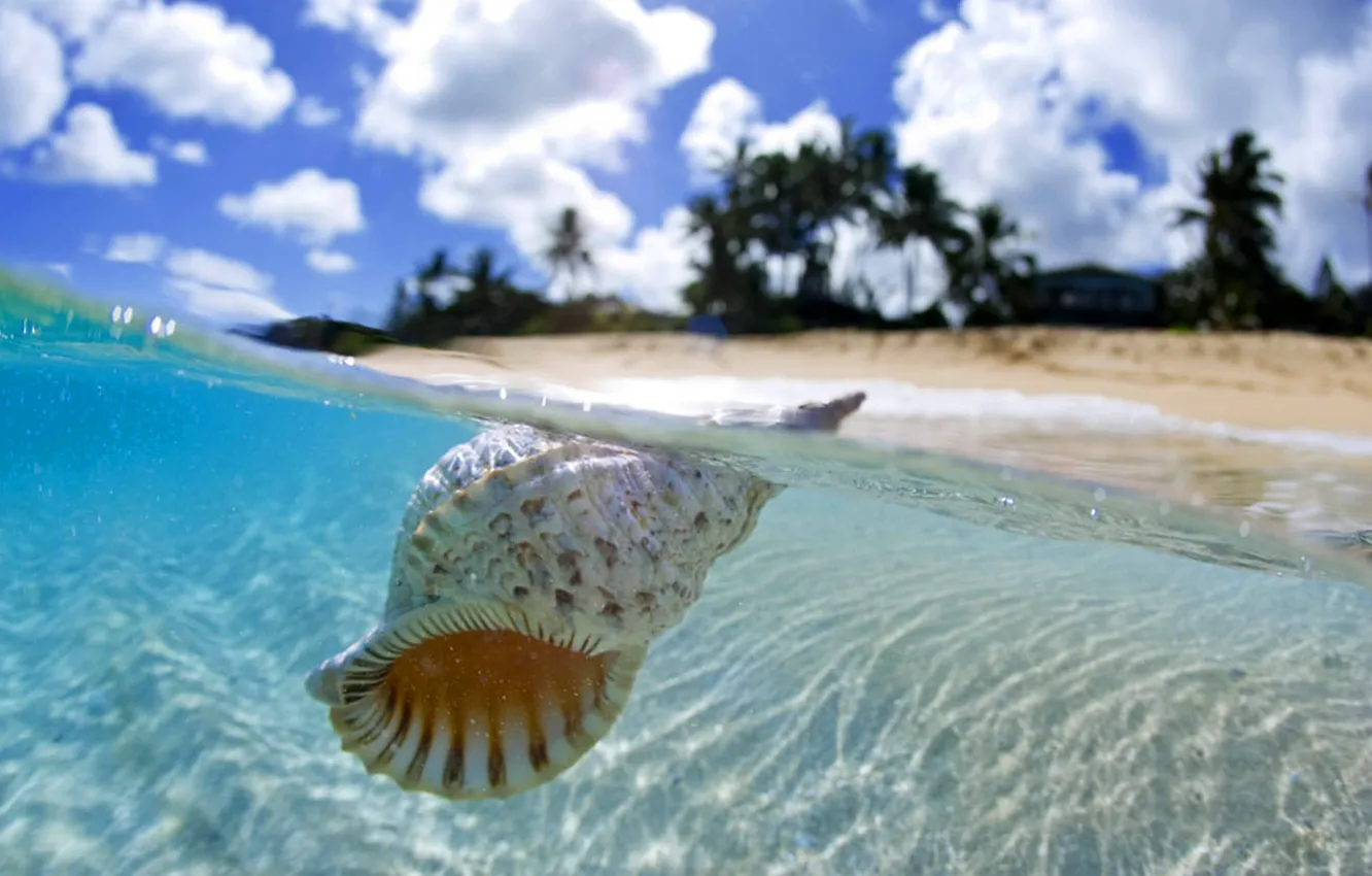 Фото обои ocean, Tahiti, shell, floating, blue lagoon, clear water
