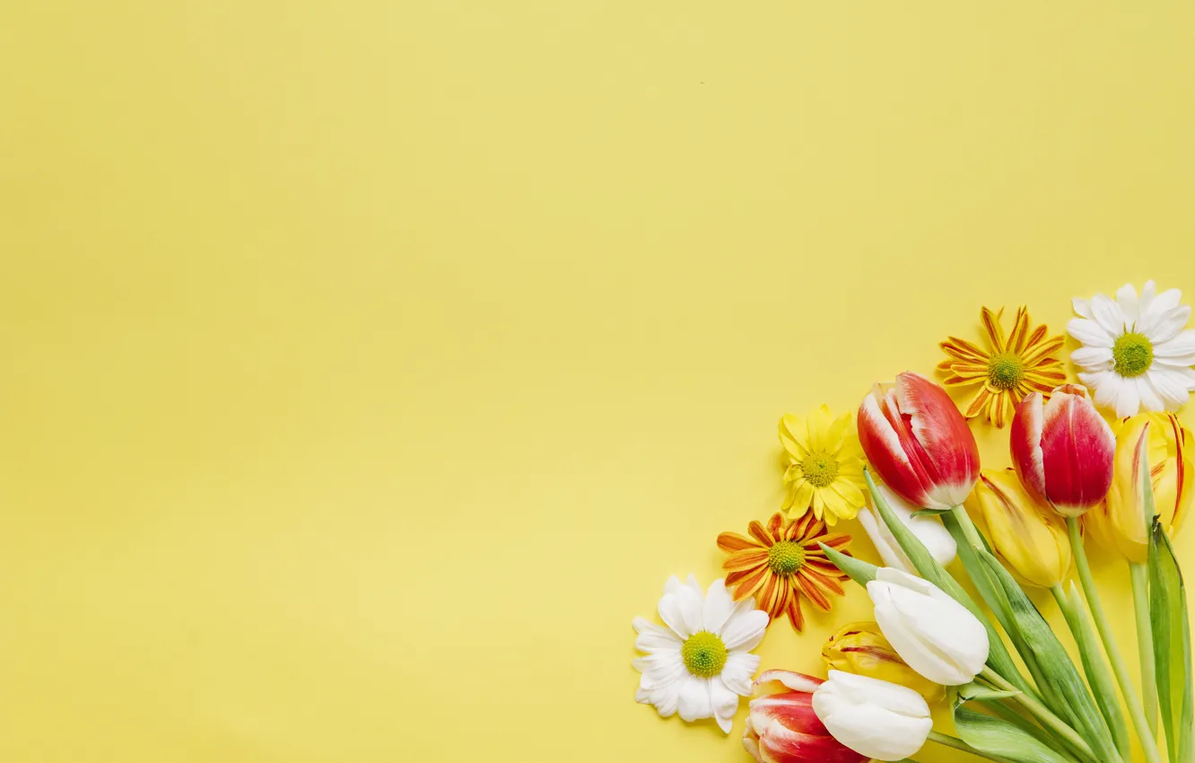 Фото обои цветы, фон, Тюльпаны, хризантемы