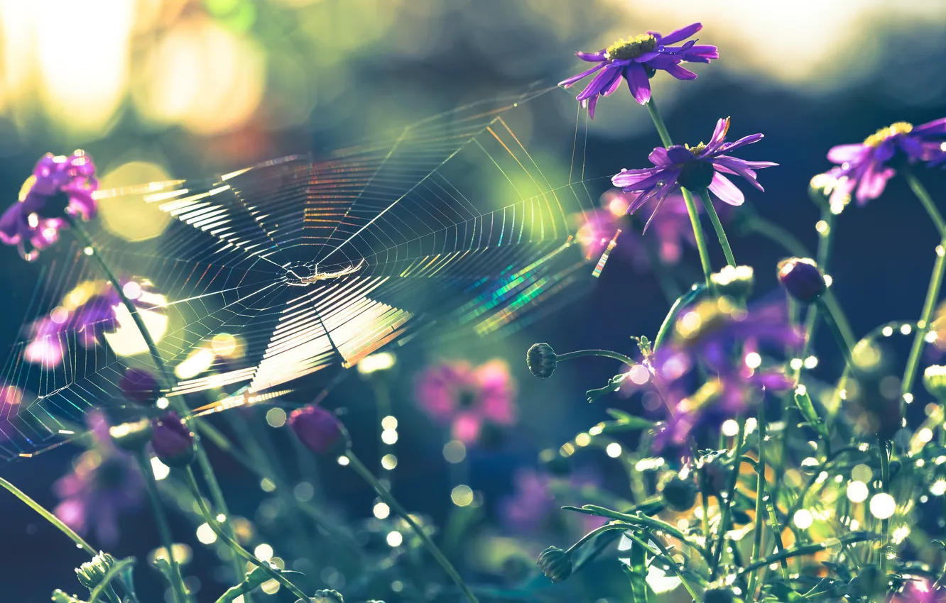 Фото обои макро, цветы, природа, паутина, паук