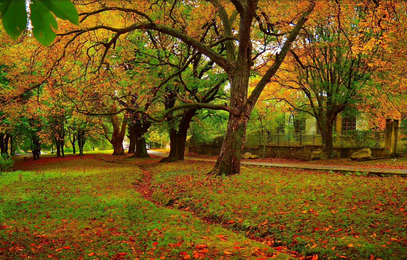 Фото обои Осень, Деревья, Парк, Fall, Листва, Park, Autumn, Colors