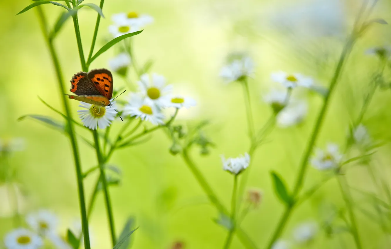 Фото обои природа, фон, бабочка, цвет