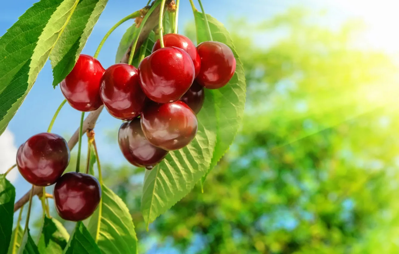 Фото обои вишня, ветка, черешня, sweet, cherry, berries