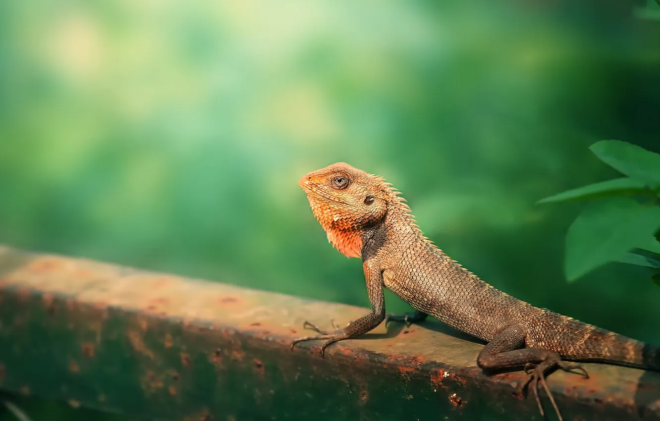 Фото обои Nature, animal, Garden Lizard