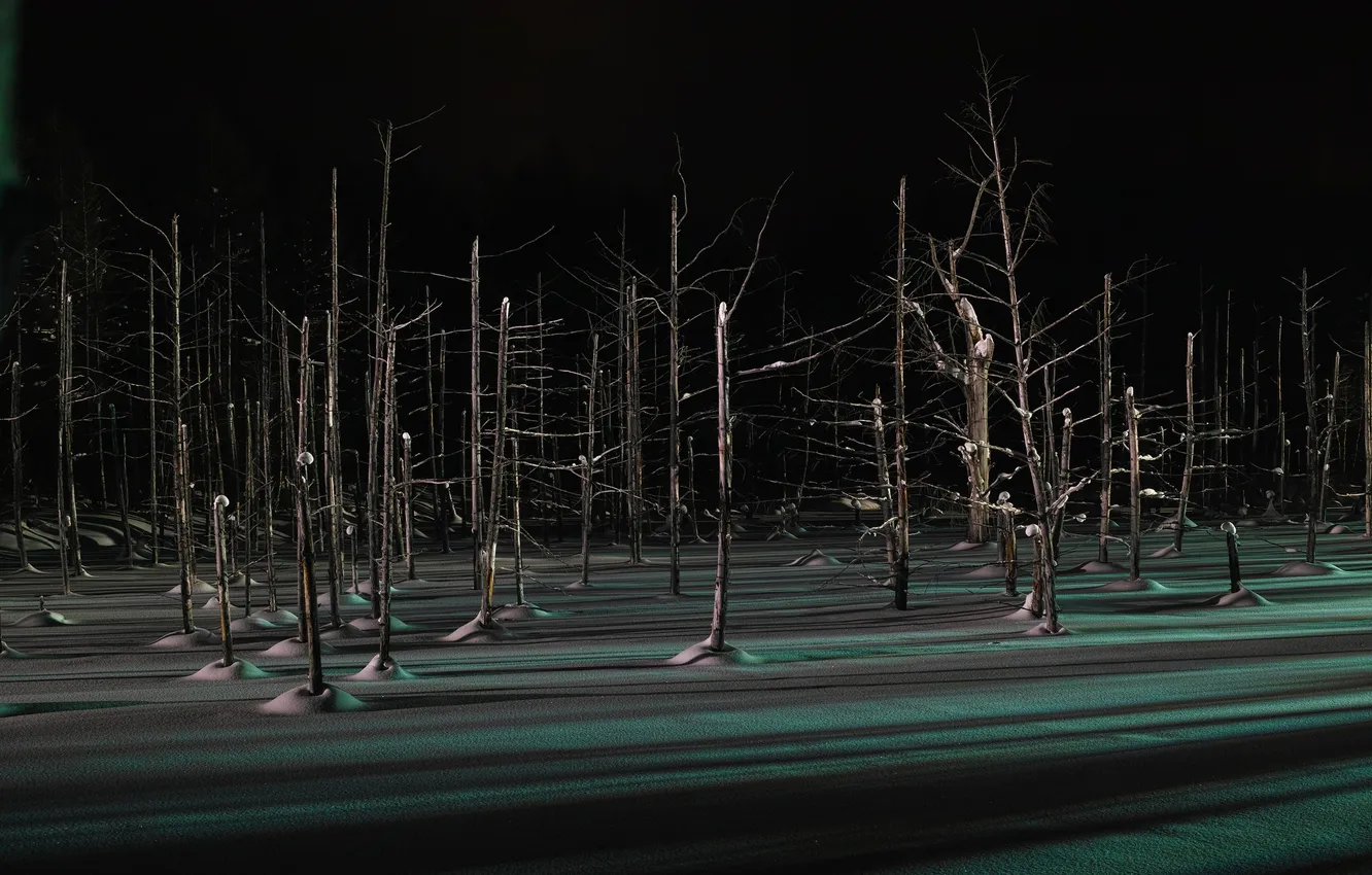 Фото обои зима, лес, свет, снег, деревья, ночь, тень