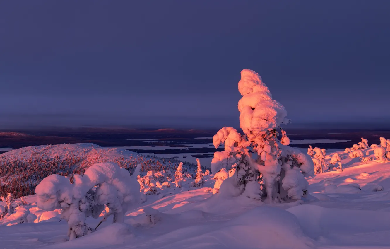 Фото обои зима, снег, деревья, пейзаж, закат, природа, ели, Максим Евдокимов