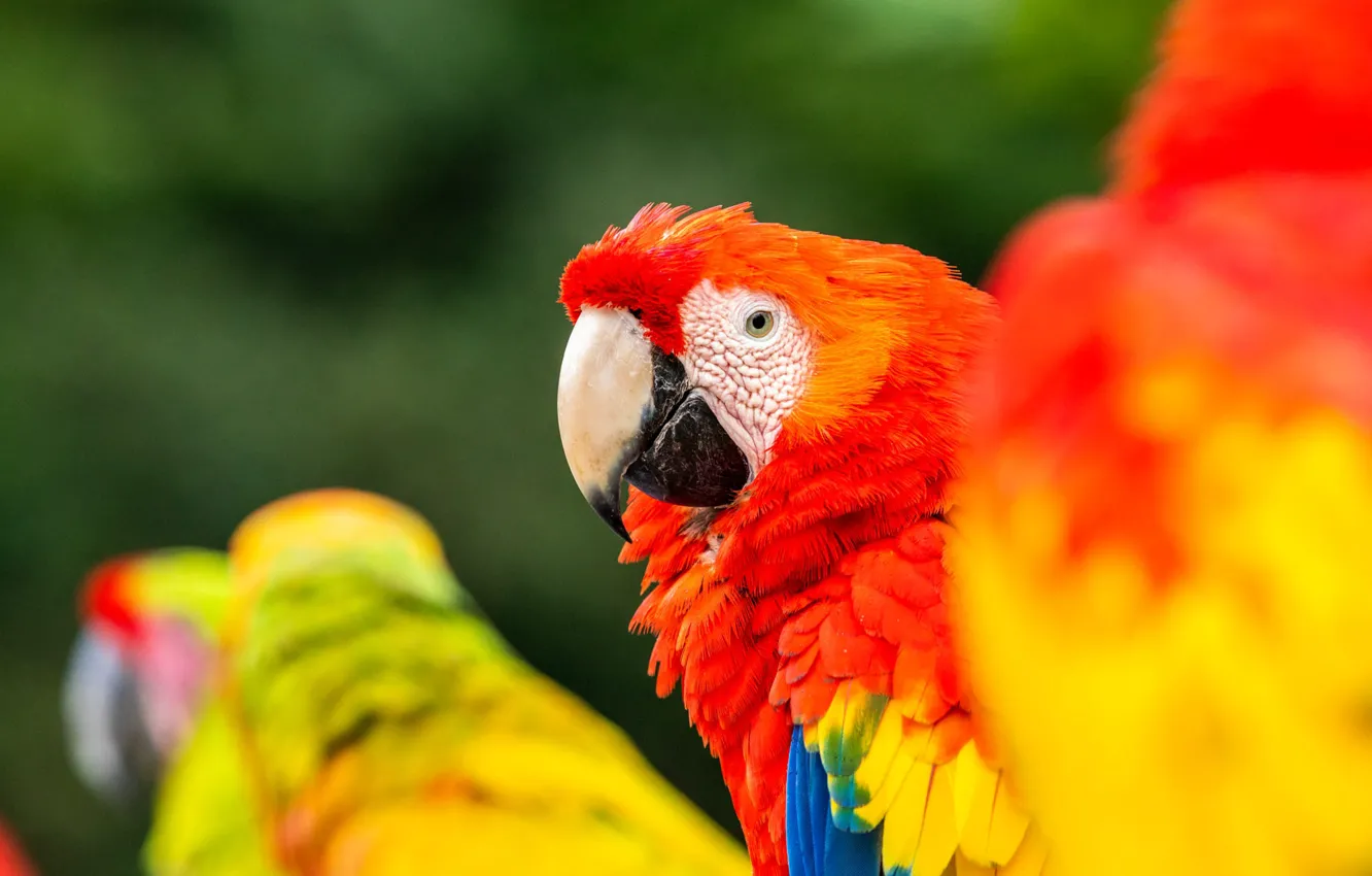 Фото обои птицы, фон, красные, попугаи, ара