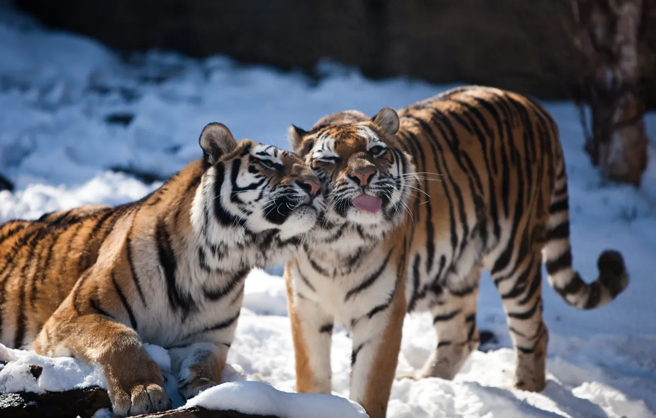 Фото обои язык, кошка, снег, тигр, пара, амурский