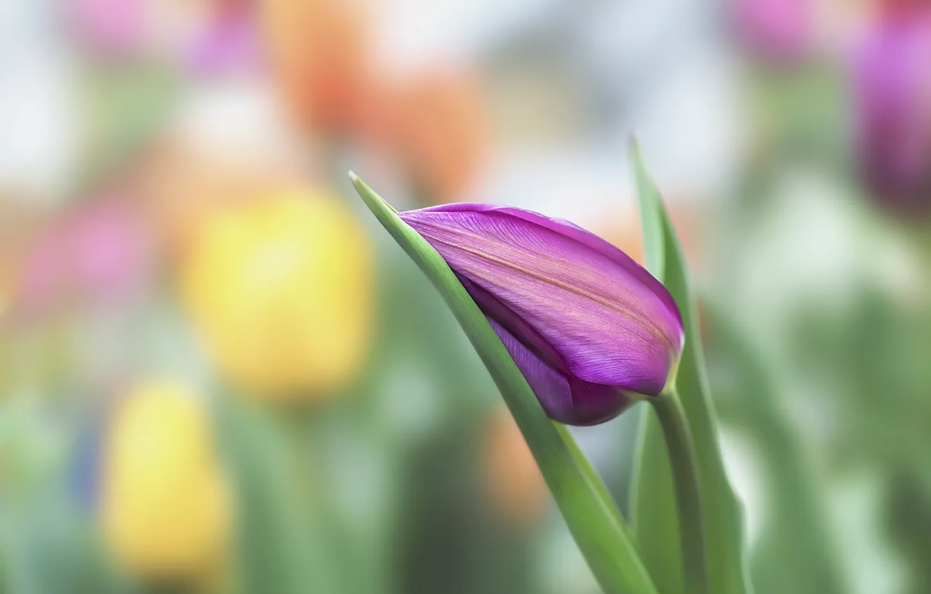 Фото обои цветок, природа, тюльпан, весна