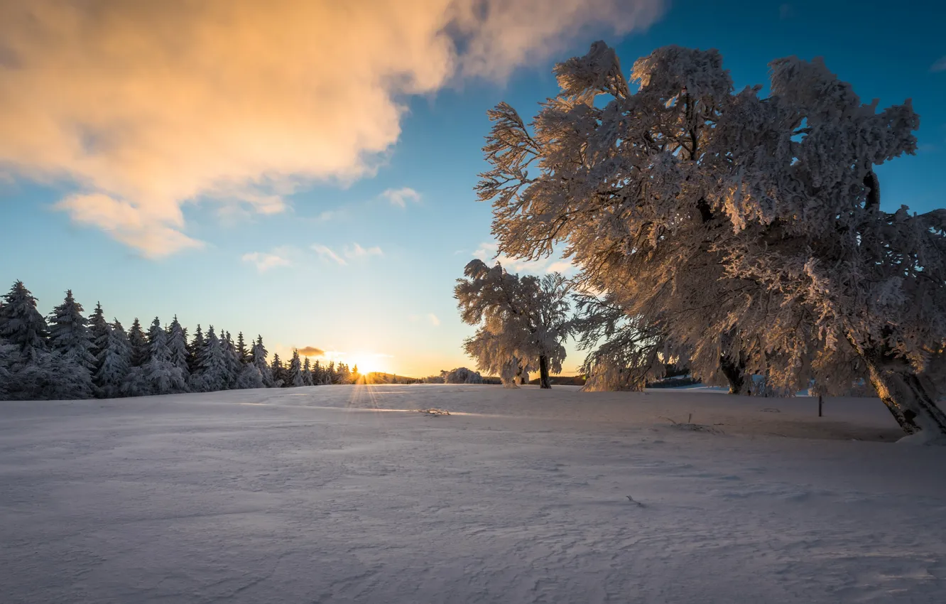 Фото обои снег, дерево, утро